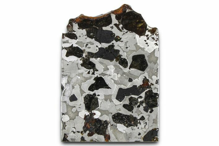 Seymchan Pallasite Meteorite Slice ( g) - Russia #382884